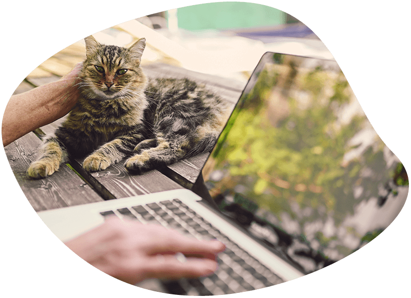 woman stroking fluffy cat working on a laptop