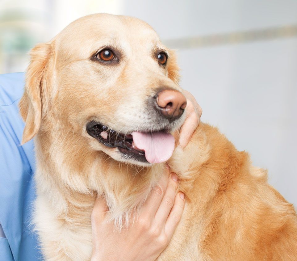 Female veterinarian examining dog with stethoscope in clinic