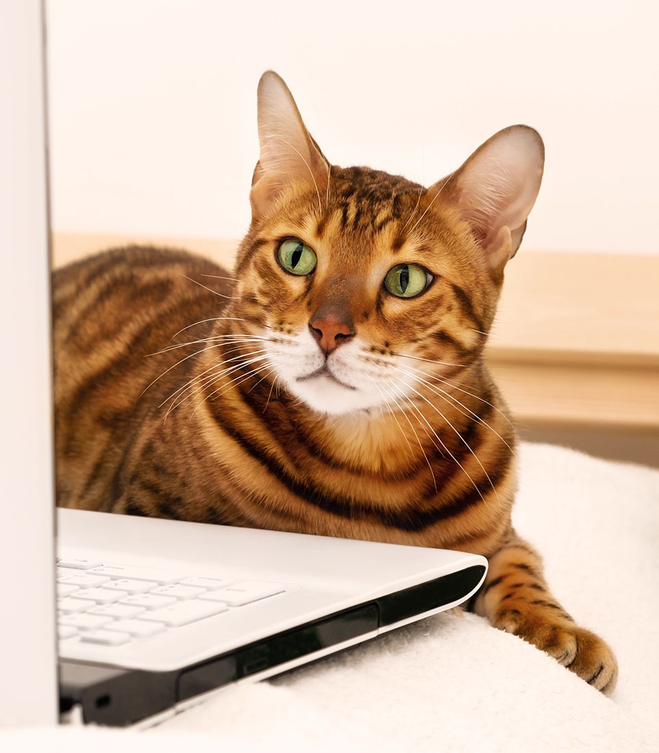 bengal cat on bed with a laptop