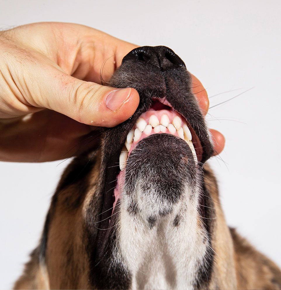 veterinarian checking the teeth of a fluffy cat