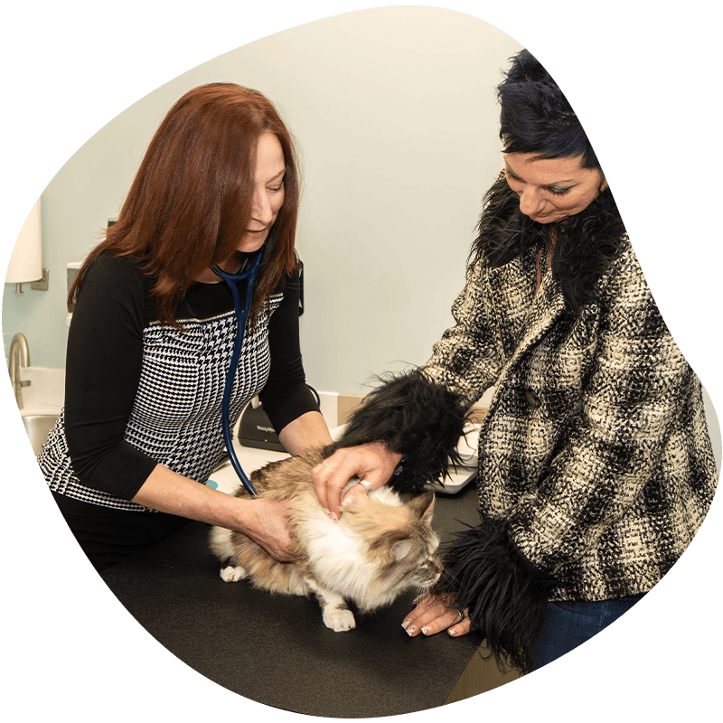 doctor Dianne Saladino checking furry cat