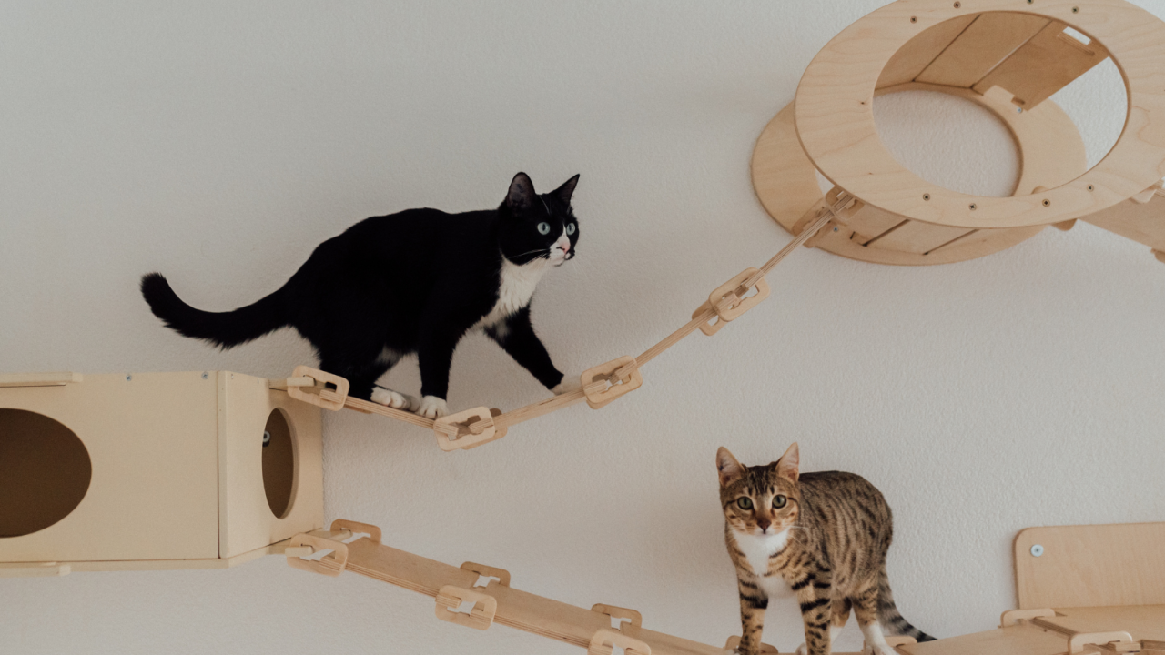 ro---2025-08-07T121353.909