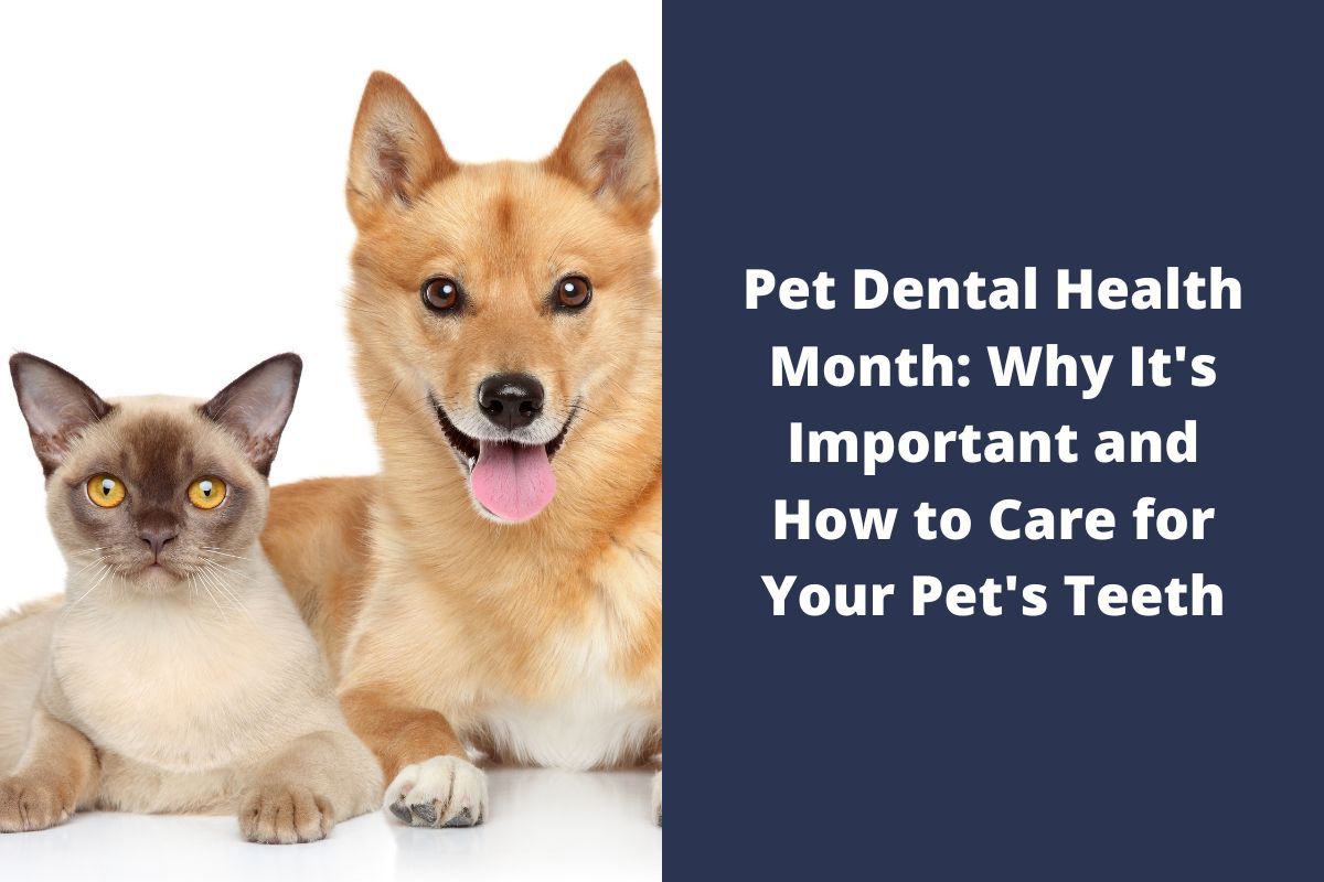 Pet Dental Health Month Why It's Important and How to Care for Your