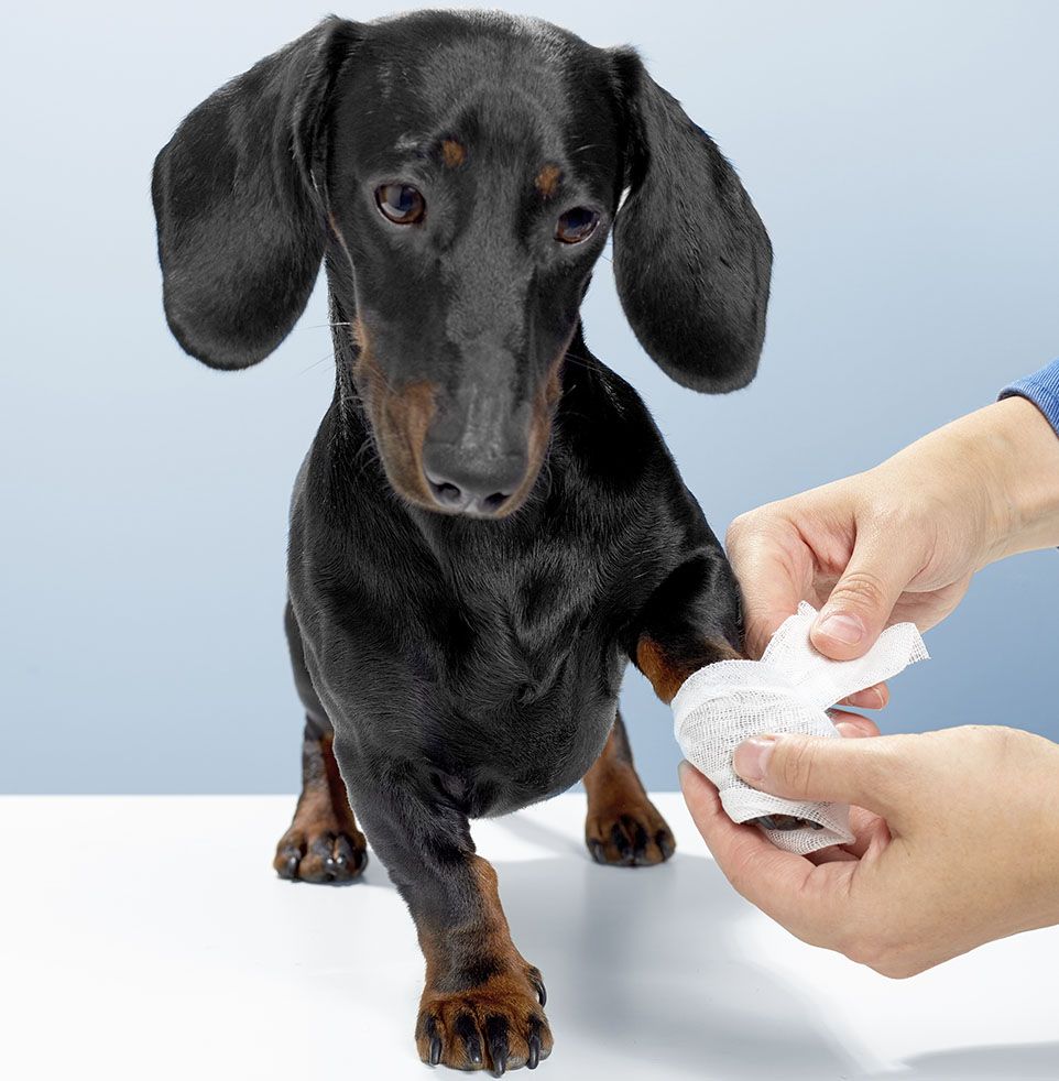 veterinarian listening to the breathing of a sick chihuahua dog through a stethoscope
