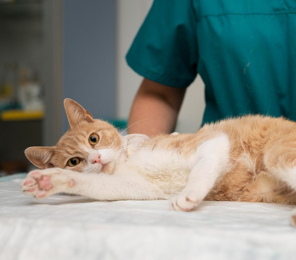 Veterinarian taking care of cat