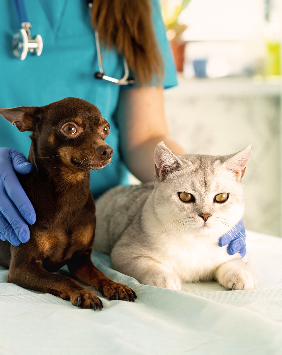 dog and cat at the vet