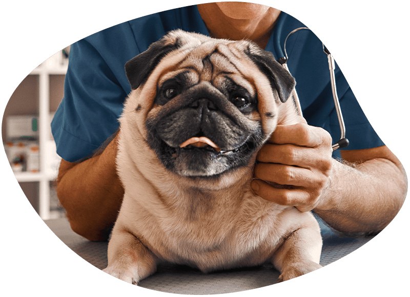 pug smiling at the camera at vet