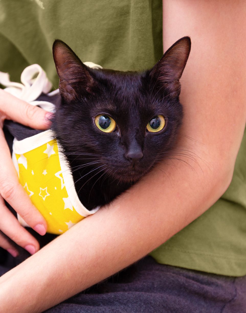 black cat after sterilization surgery