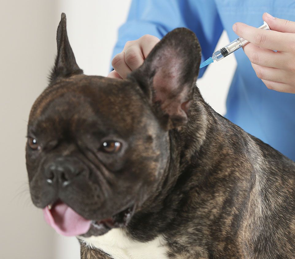 vet vaccinating maine coon cat