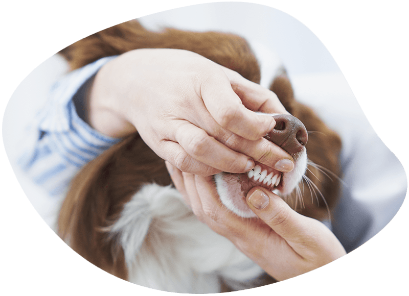 veterinarian examining dogs teeth