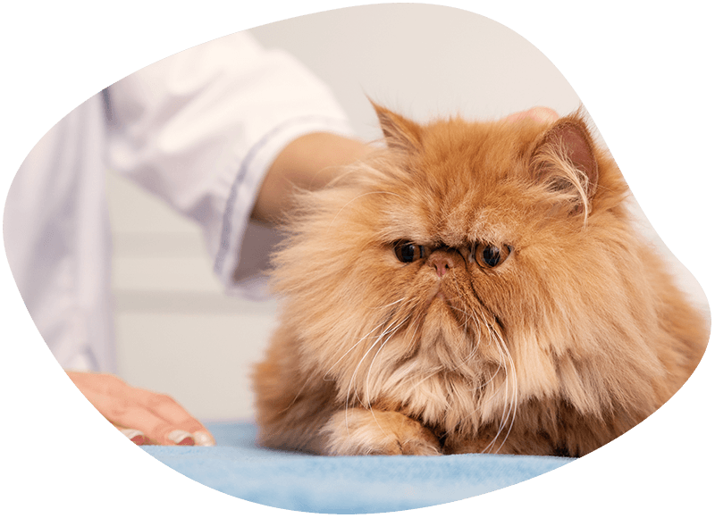 veterinarian taking care of a cat